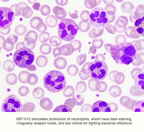BBT-015: a long-acting G-CSF analog for treating neutropenia<br>and Acute Radiation Syndrome