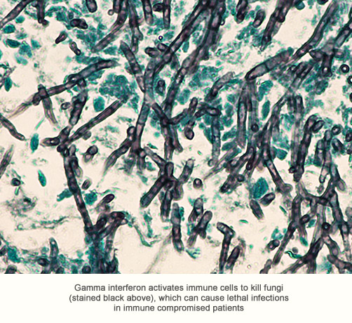 BBT-046: a long-acting gamma interferon analog for treating fungal infections